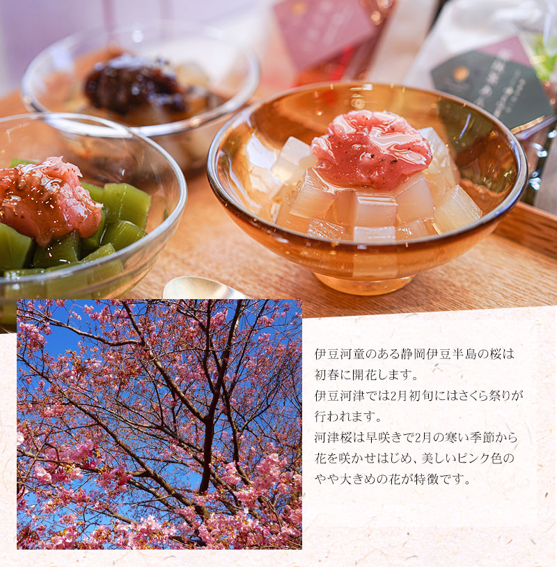 伊豆河童のある静岡伊豆半島の桜は初春に開花します。伊豆河津では2月初旬にはさくら祭りが行われます。河津桜は早咲きで2月の寒い季節から花を咲かせはじめます。美しいピンク色のやや大きめの花が特徴です。