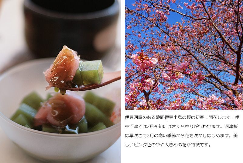 伊豆河童のある静岡伊豆半島の桜は初春に開花します。伊豆河津では2月初旬にはさくら祭りが行われます。河津桜は早咲きで2月の寒い季節から花を咲かせはじめます。美しいピンク色のやや大きめの花が特徴です。