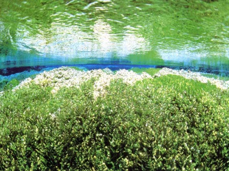 柿田川の藻