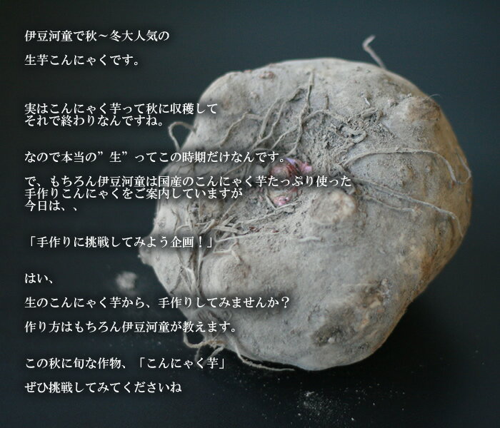 生芋こんにゃく、季節限定です。本当の生芋こんにゃくを味わえるのは、この収穫した時期だけの限定です。 「手作りに挑戦してみよう」と自分で作ったこんにゃくはさらに美味しいです