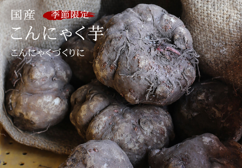 【群馬県産】こんにゃく芋箱込み20kg以内　手作りこんにゃく用【小から中サイズ】