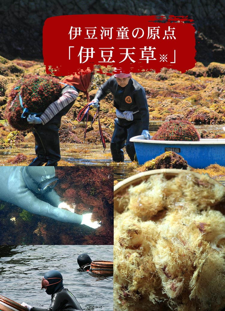 柿田川名水ところてん 本場伊豆 ところてん ヘルシー ローカロリー