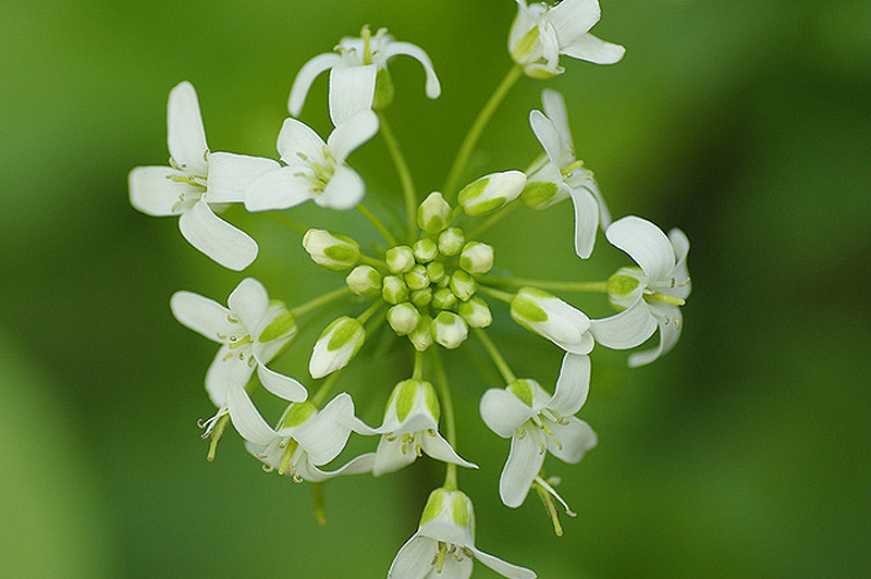 わさびの花茎甘酢和え